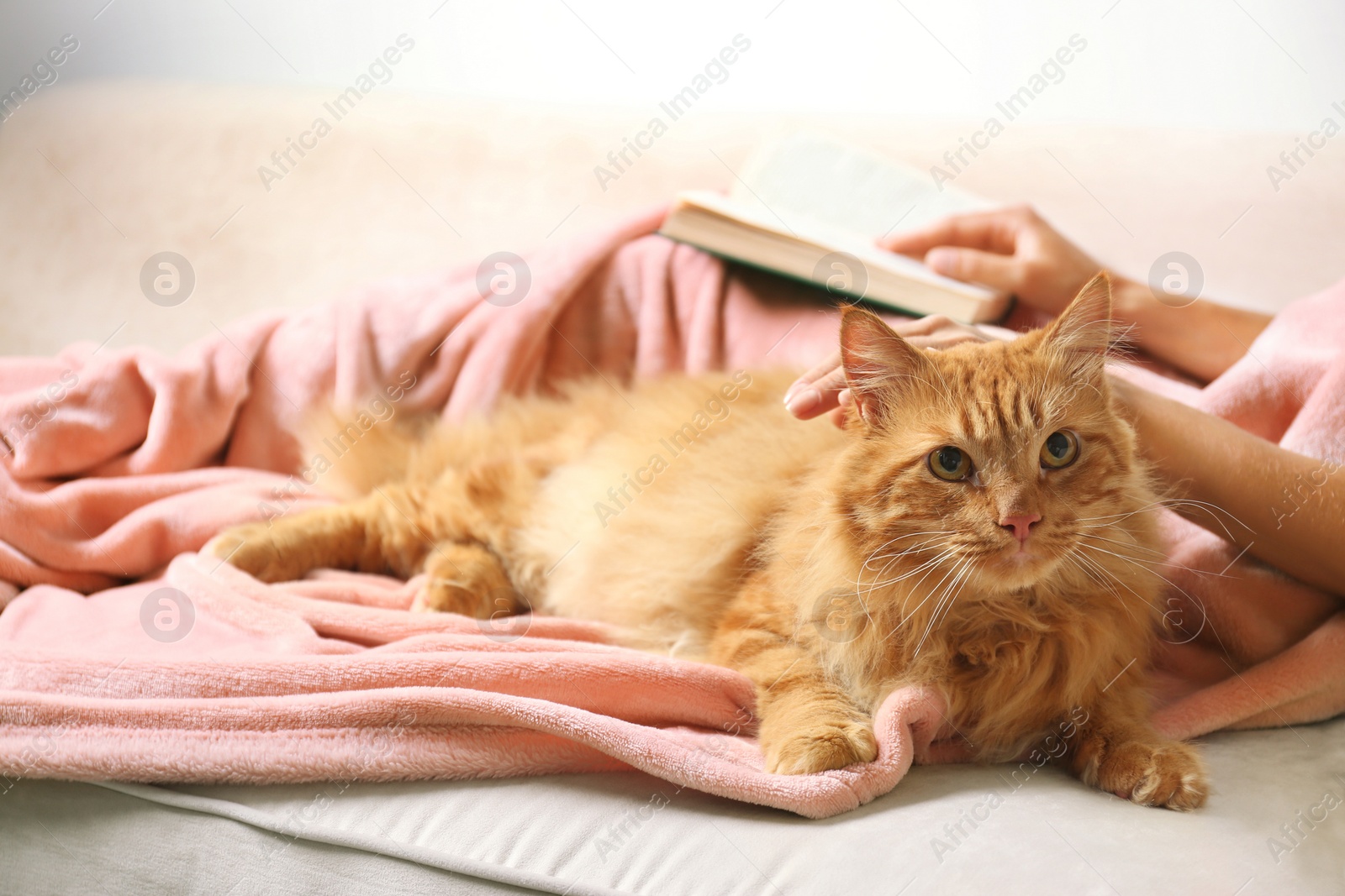 Photo of Woman with cute red cat and book on sofa at home, closeup view. Space for text