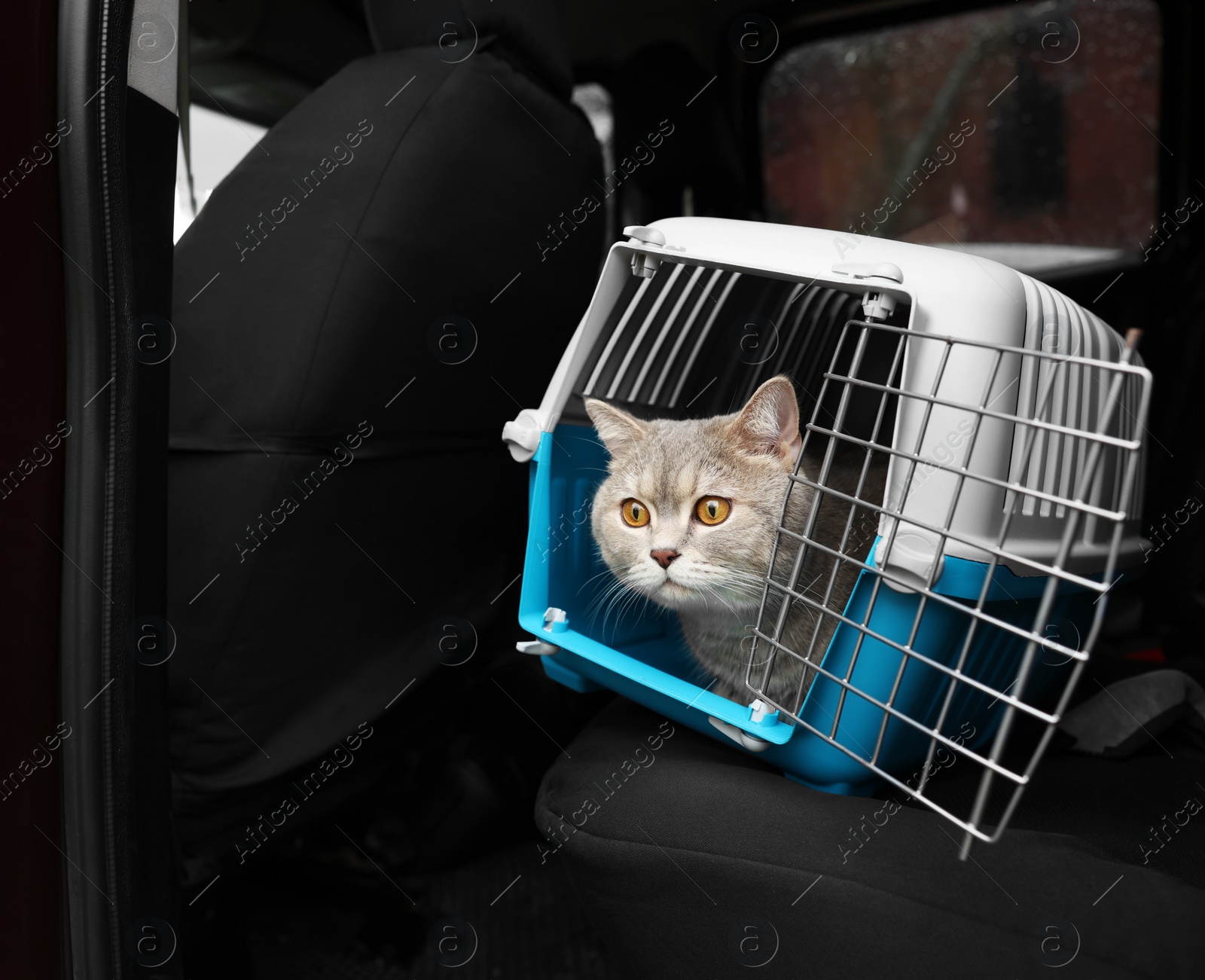 Photo of Travel with pet. Cute cat in carrier inside car