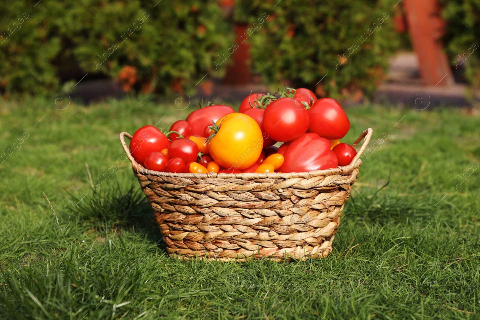 Photo of Wicker basket with fresh tomatoes on green grass outdoors