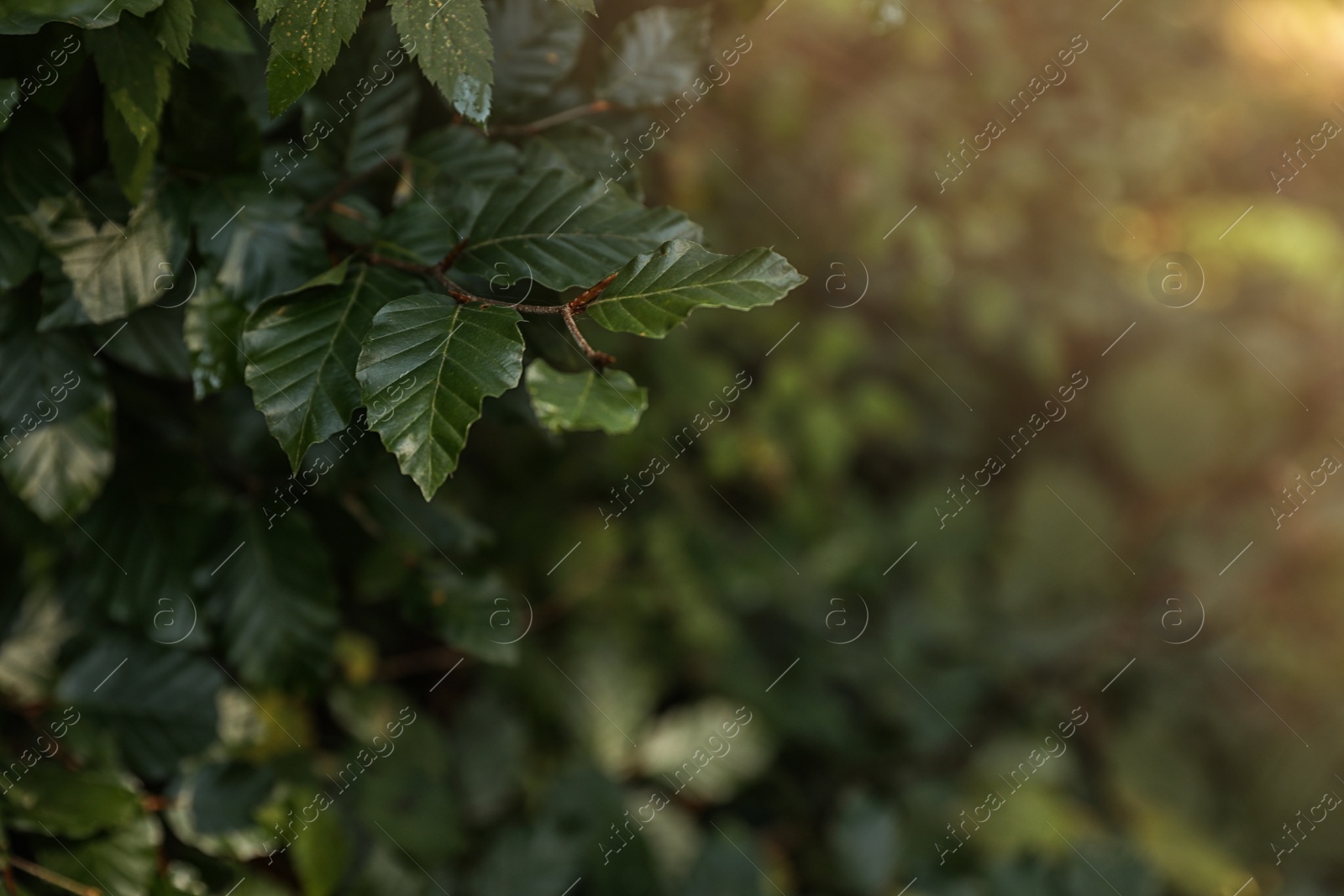 Photo of Beautiful tree with green leaves in forest, closeup