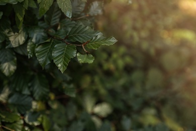 Beautiful tree with green leaves in forest, closeup