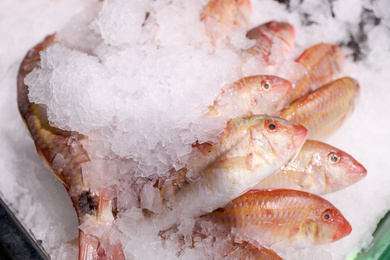 Photo of Fresh raw fish with ice in supermarket, above view