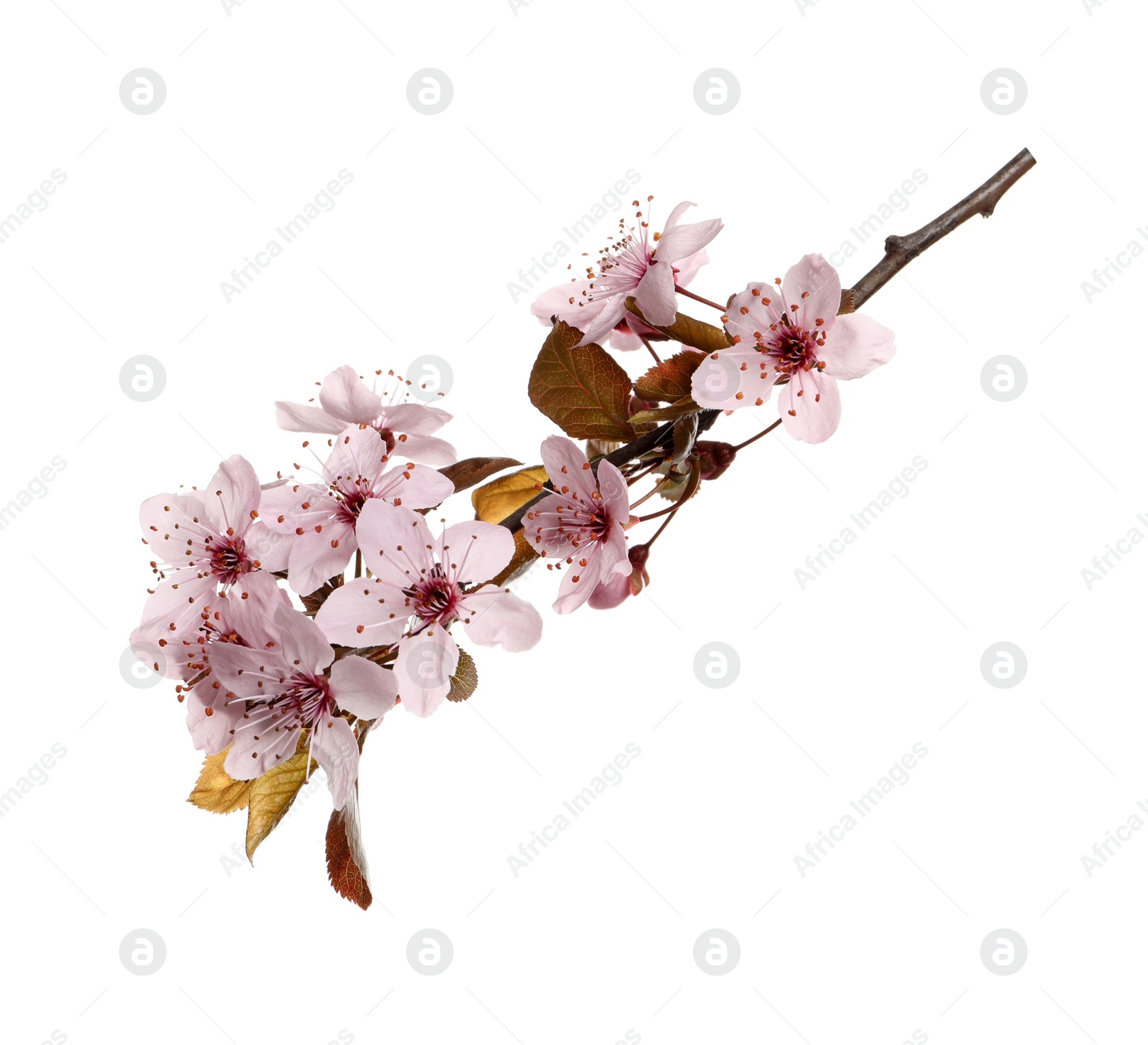 Photo of Cherry tree branch with beautiful pink blossoms isolated on white