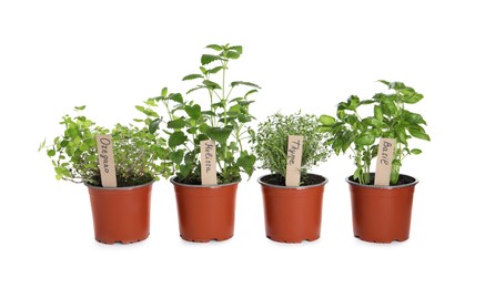 Different aromatic potted herbs isolated on white