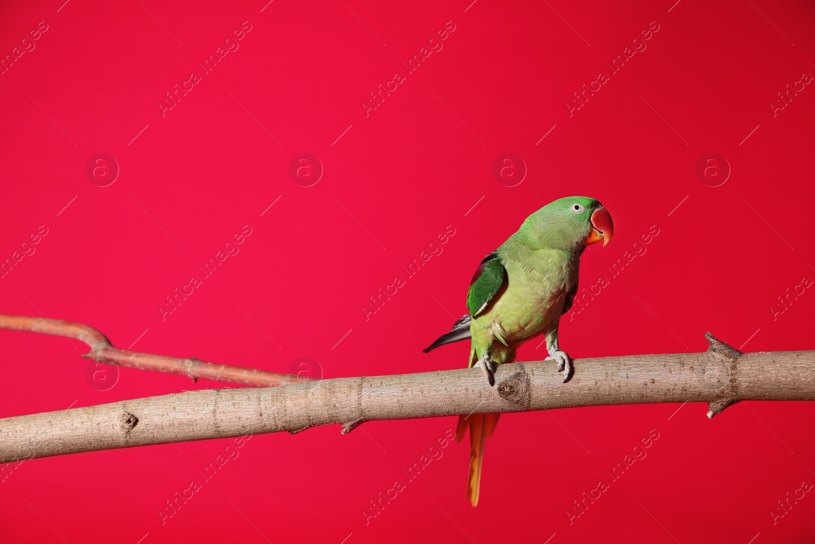 Photo of Beautiful Alexandrine Parakeet on tree branch against red background