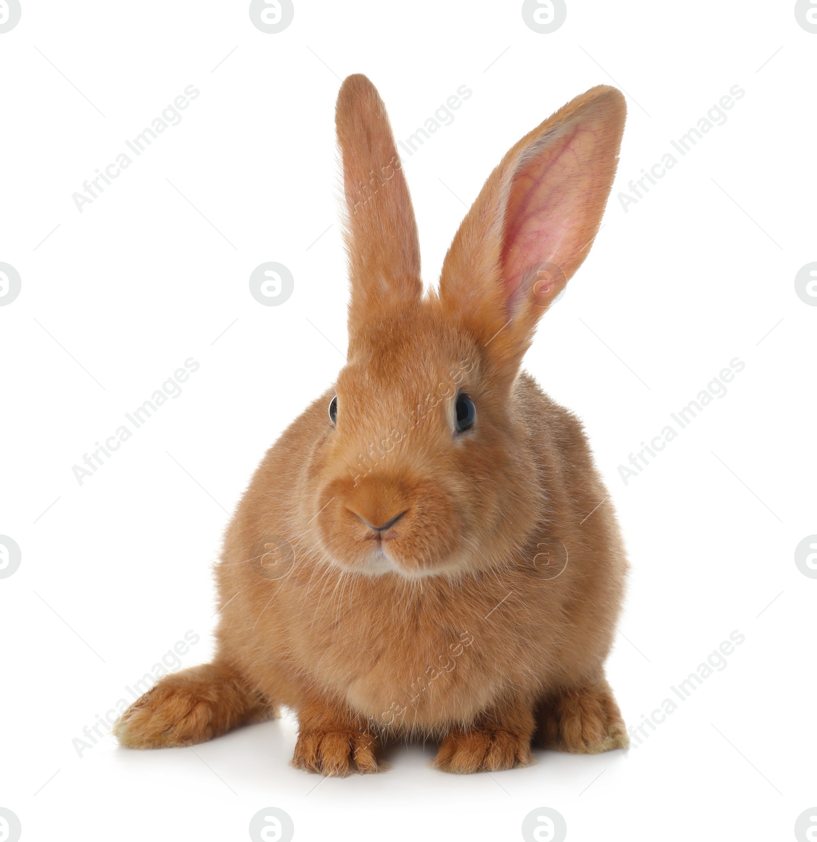 Photo of Cute bunny isolated on white. Easter symbol