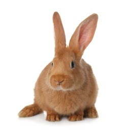 Photo of Cute bunny isolated on white. Easter symbol