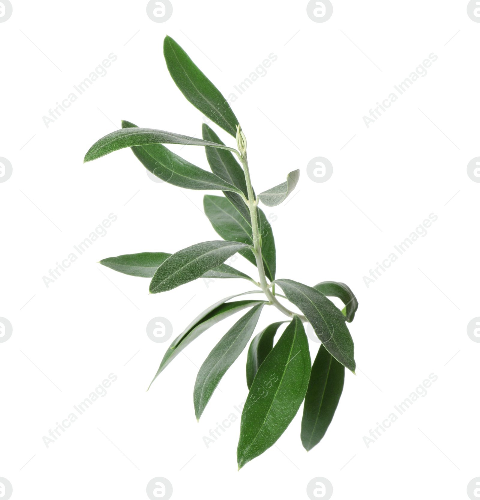 Photo of Twig with fresh green olive leaves on white background