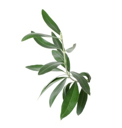 Twig with fresh green olive leaves on white background