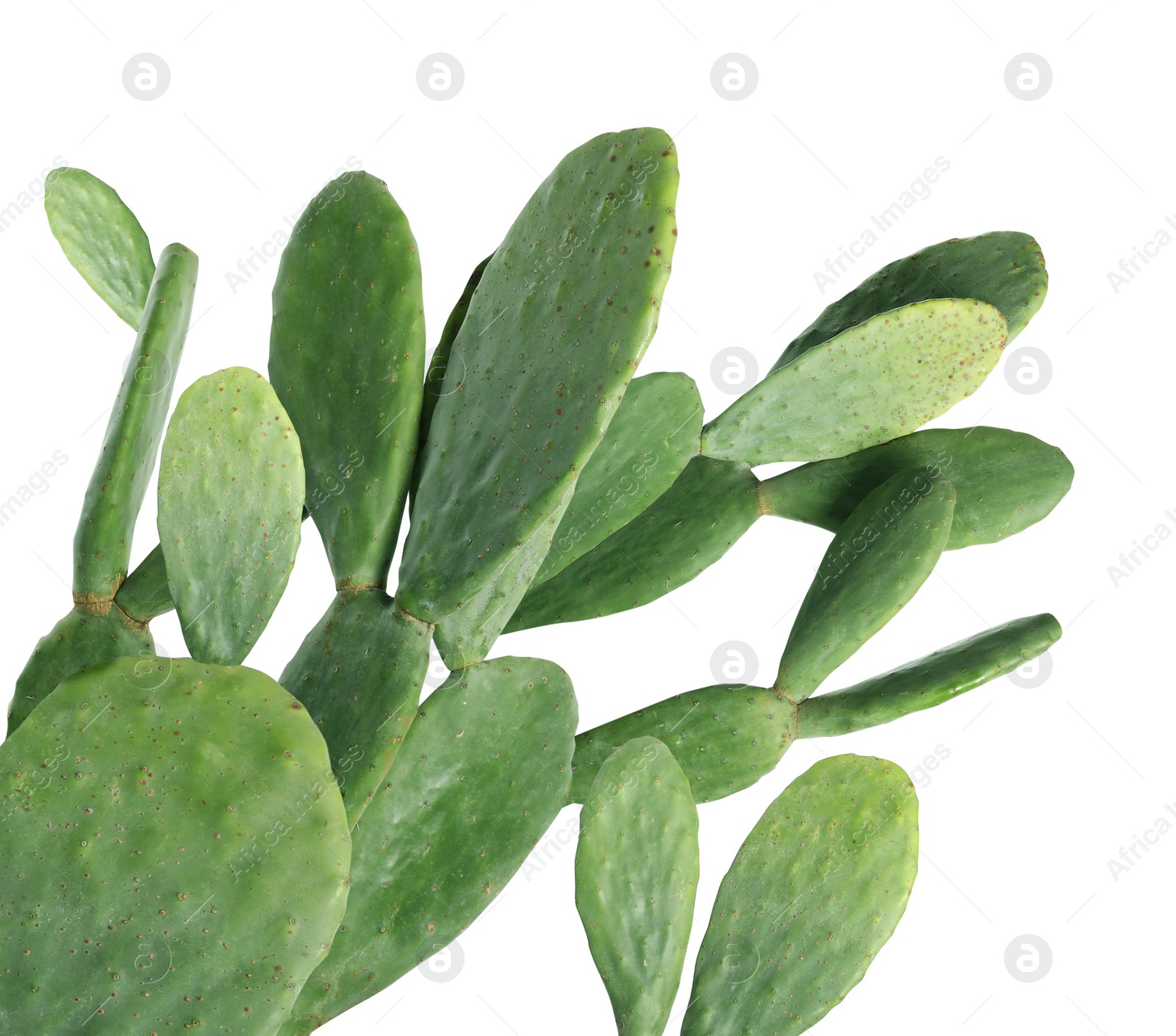 Image of Beautiful big green cactus on white background