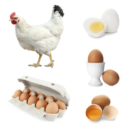 Image of Collage with chicken and eggs on white background