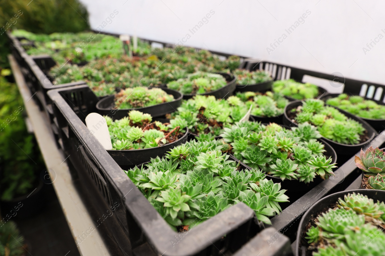 Photo of Many beautiful small potted succulents in greenhouse