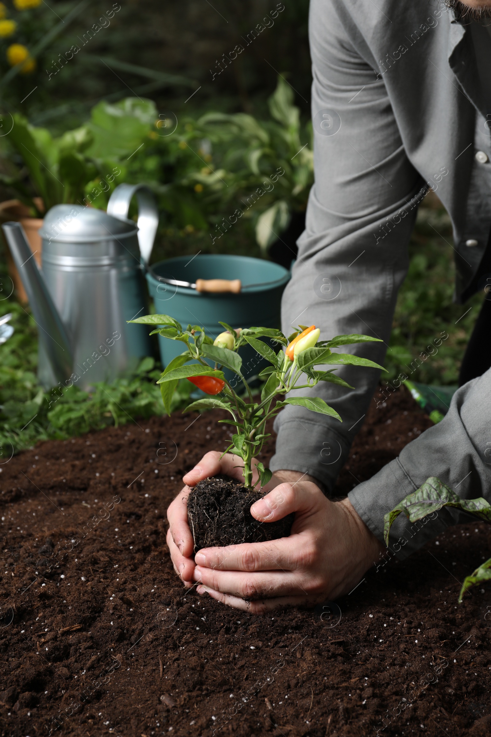 Photo of Man transplanting pepper plant into soil in garden, closeup