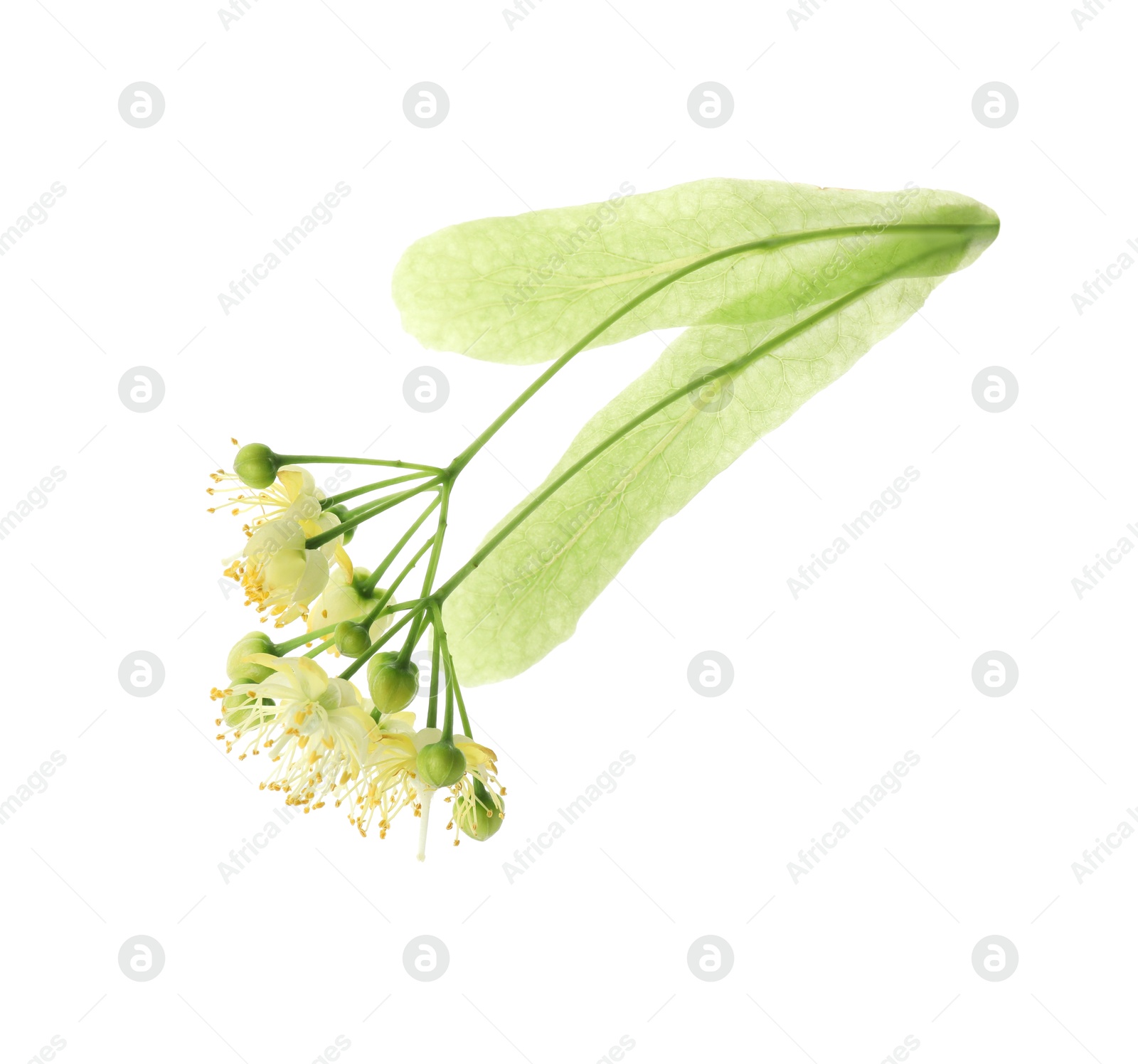 Photo of Beautiful linden tree blossom isolated on white