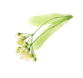 Beautiful linden tree blossom isolated on white