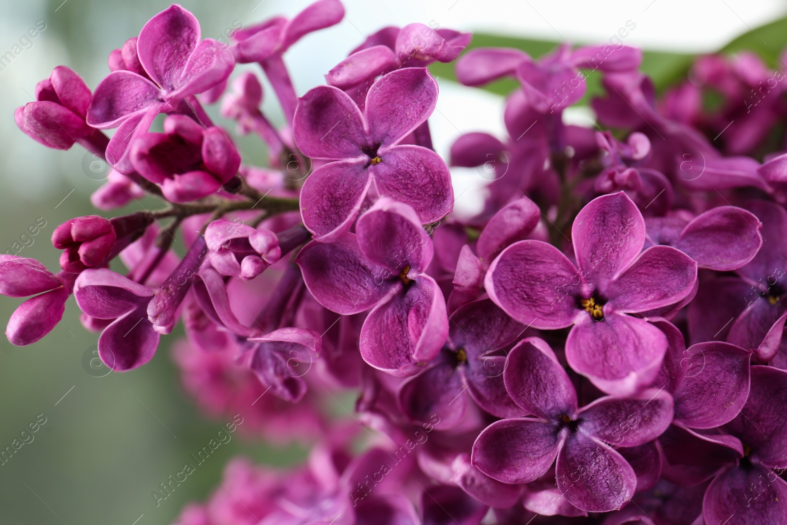 Photo of Closeup view of beautiful lilac flowers on blurred background