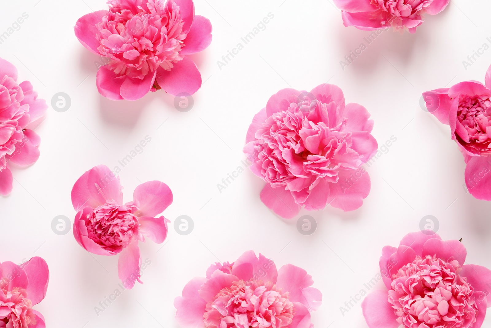 Photo of Beautiful peony flowers on white background, top view