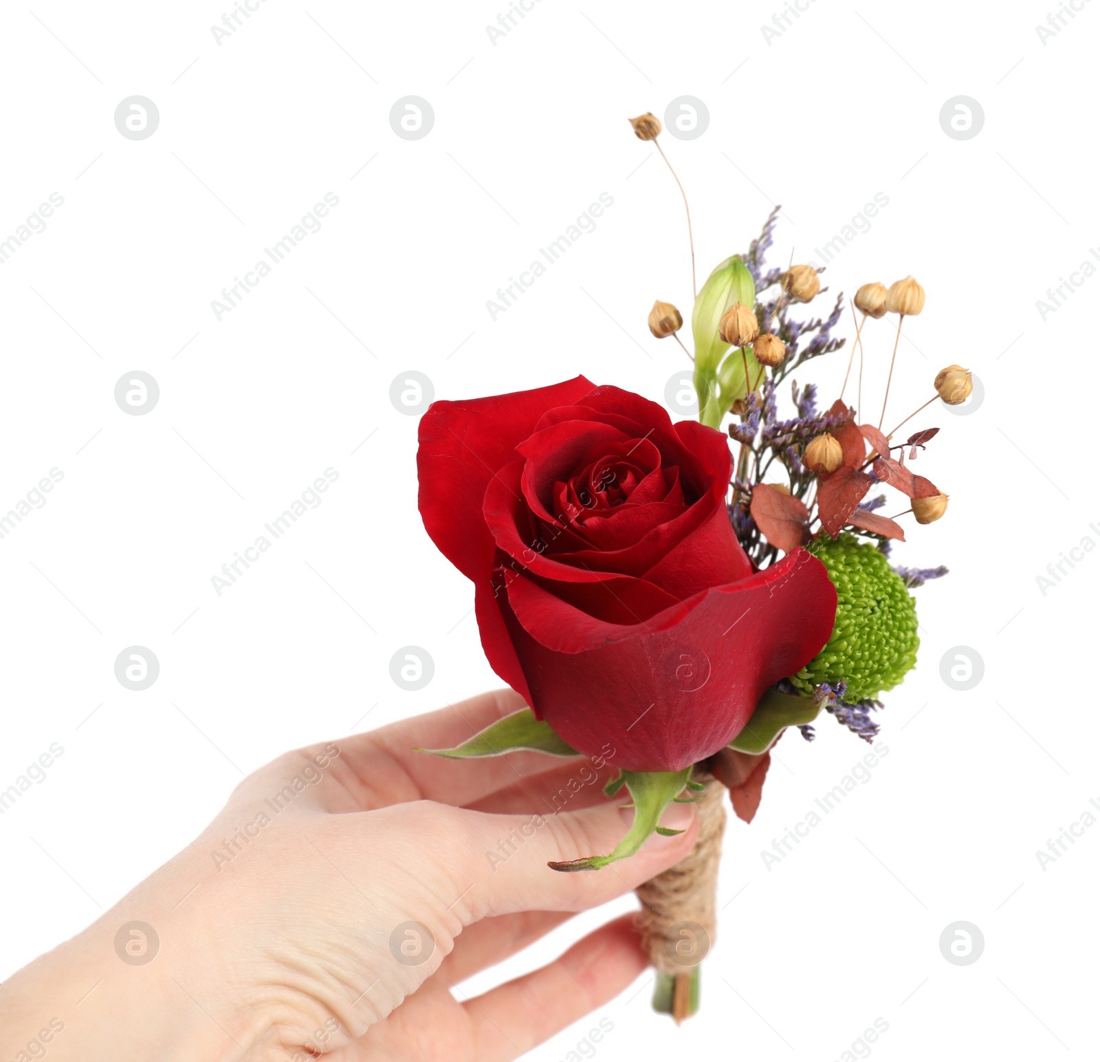 Photo of Woman holding stylish boutonniere with red rose on white background, closeup