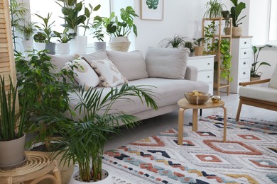 Stylish room with comfortable sofa and beautiful houseplants. Interior design