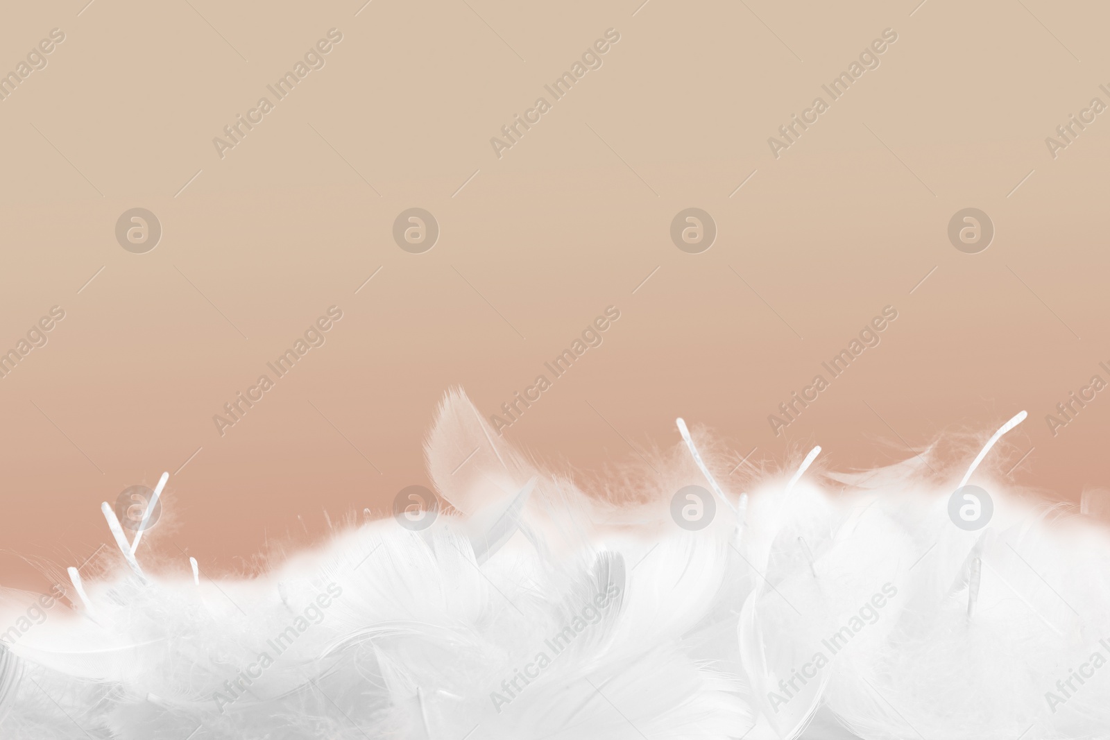 Image of Fluffy bird feathers on pale brown background, space for text