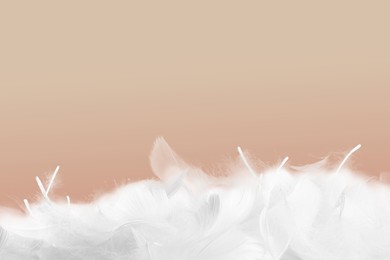 Image of Fluffy bird feathers on pale brown background, space for text