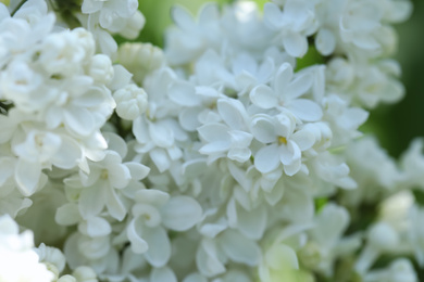 Photo of Closeup view of beautiful lilac shrub with white flowers outdoors