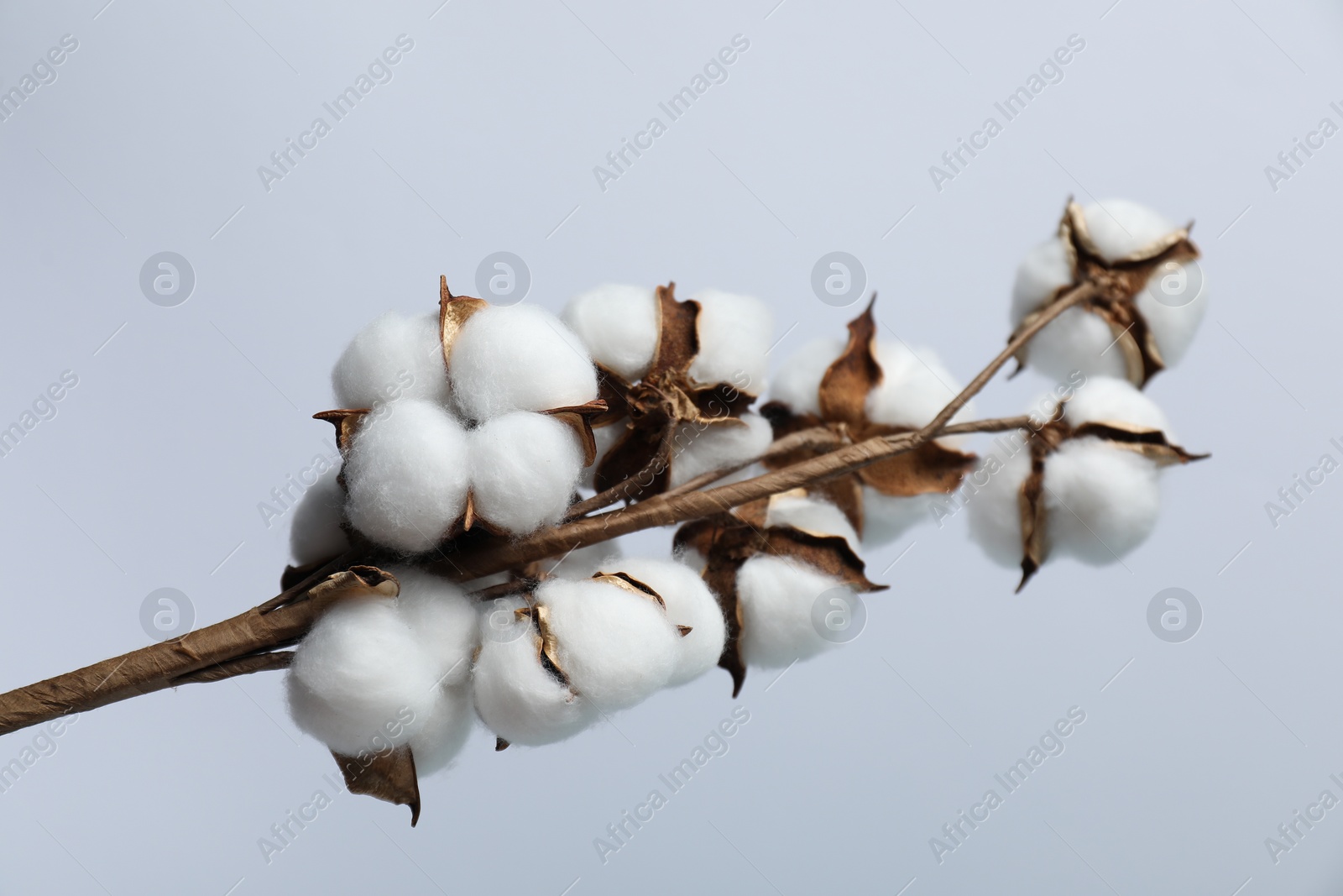 Photo of Beautiful cotton branch with fluffy flowers on light grey background, closeup