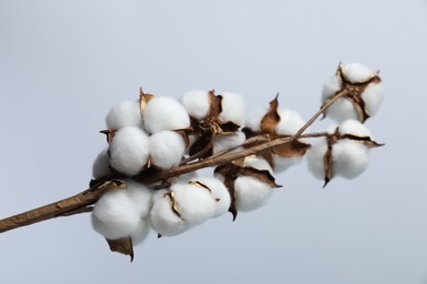 Beautiful cotton branch with fluffy flowers on light grey background, closeup