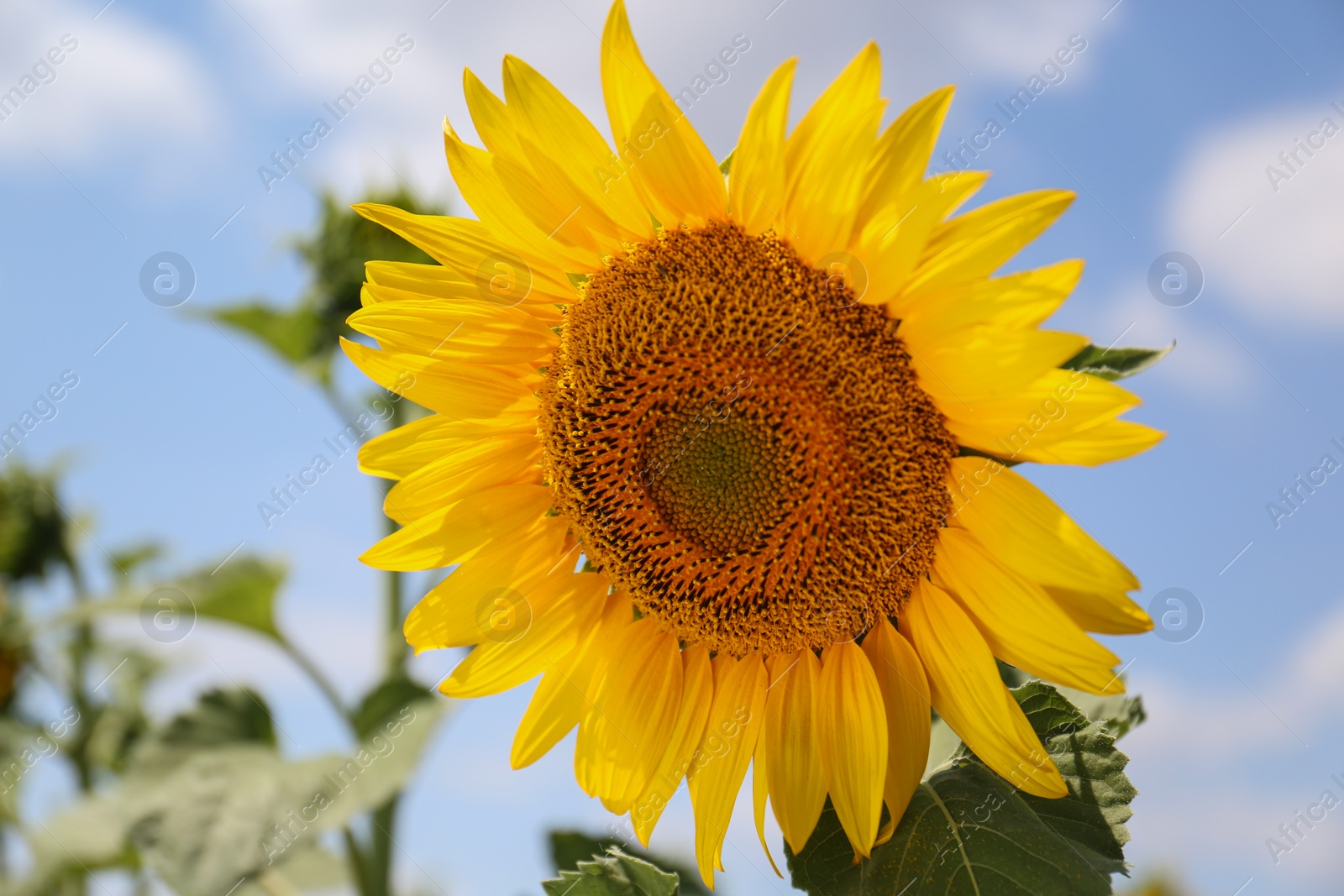 Photo of Beautiful sunflower growing in field, closeup view