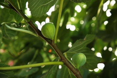 Photo of Unripe figs growing on tree in garden, closeup