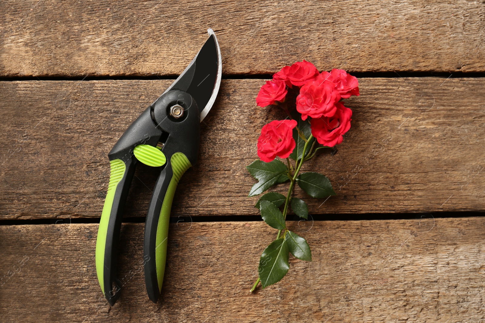 Photo of Secateur and beautiful red roses on wooden table, flat lay