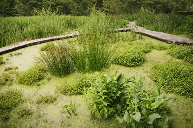 Beautiful view green swamp with different wild plants