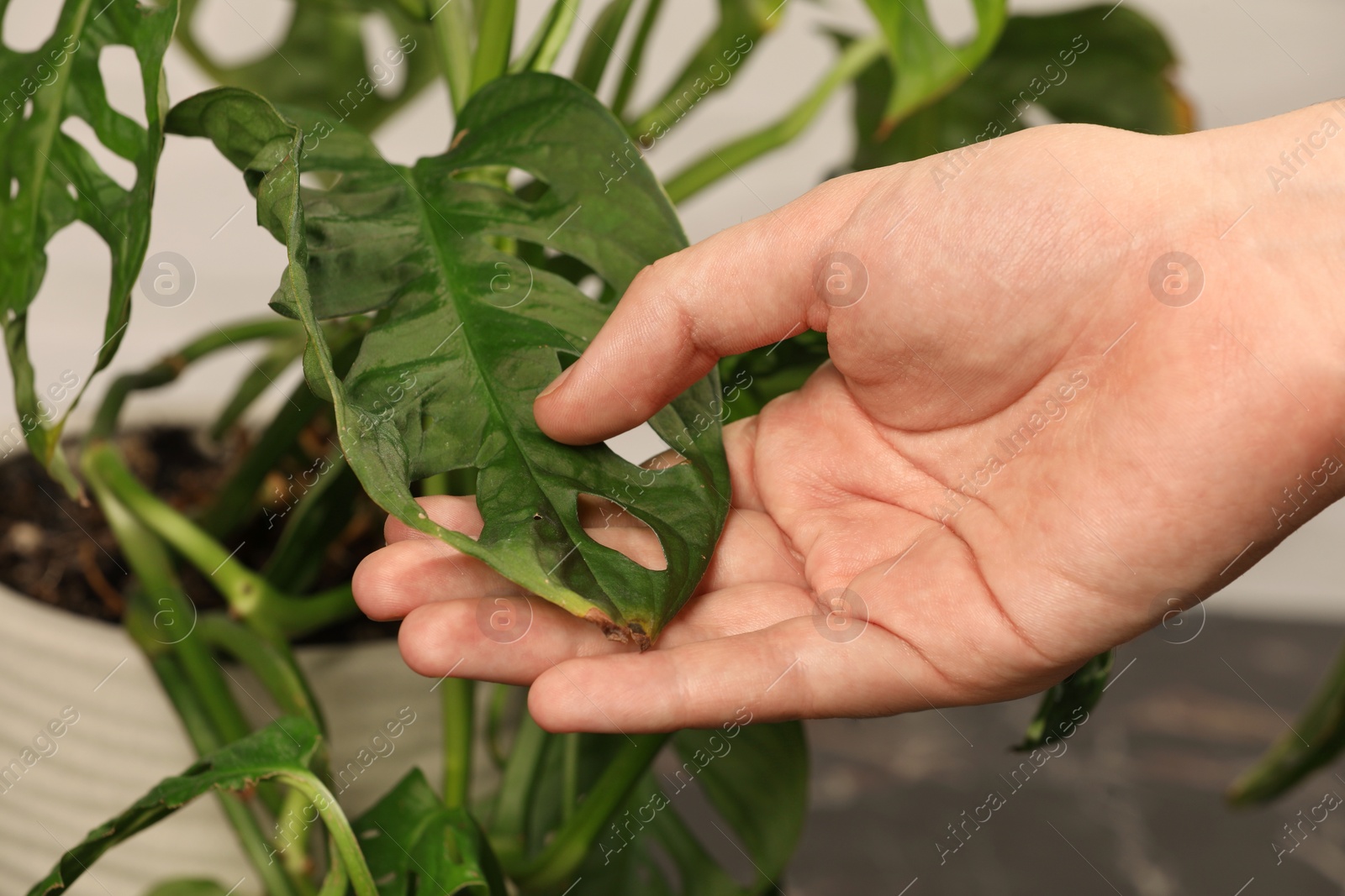 Photo of Man touching houseplant with damaged leaves indoors, closeup