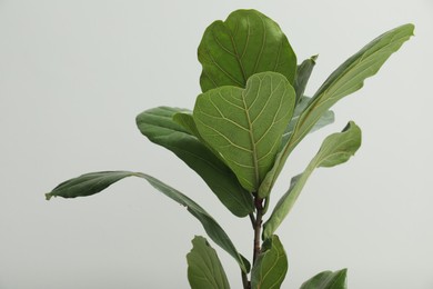 Photo of Fiddle Fig or Ficus Lyrata plant with green leaves on light grey background, closeup