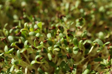 Growing microgreen. Many sprouted arugula seeds as background, closeup