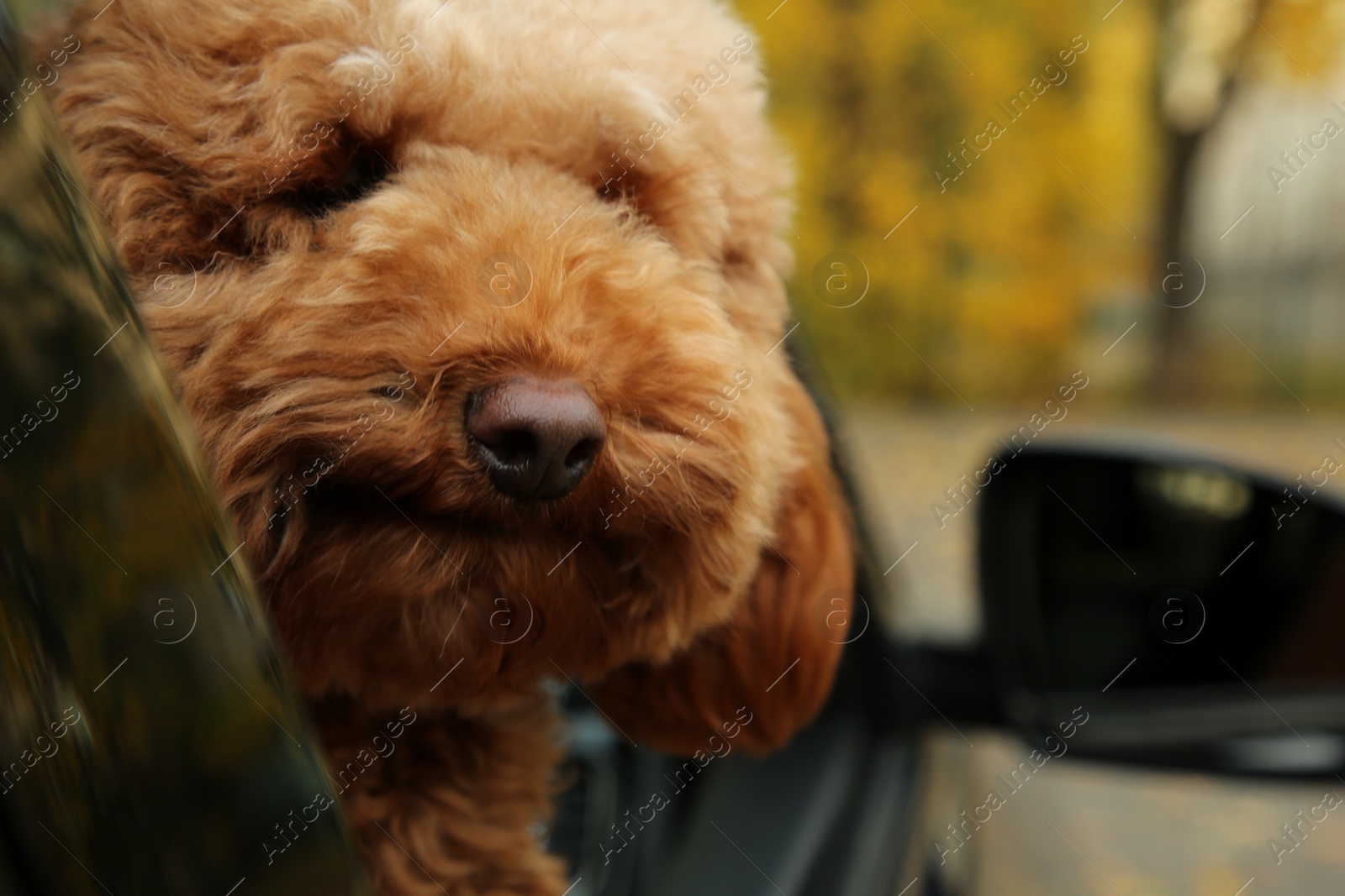 Photo of Cute dog inside black car, view from outside. Space for text