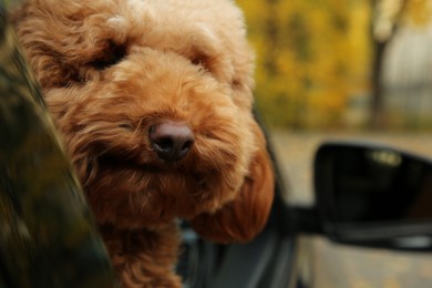 Photo of Cute dog inside black car, view from outside. Space for text