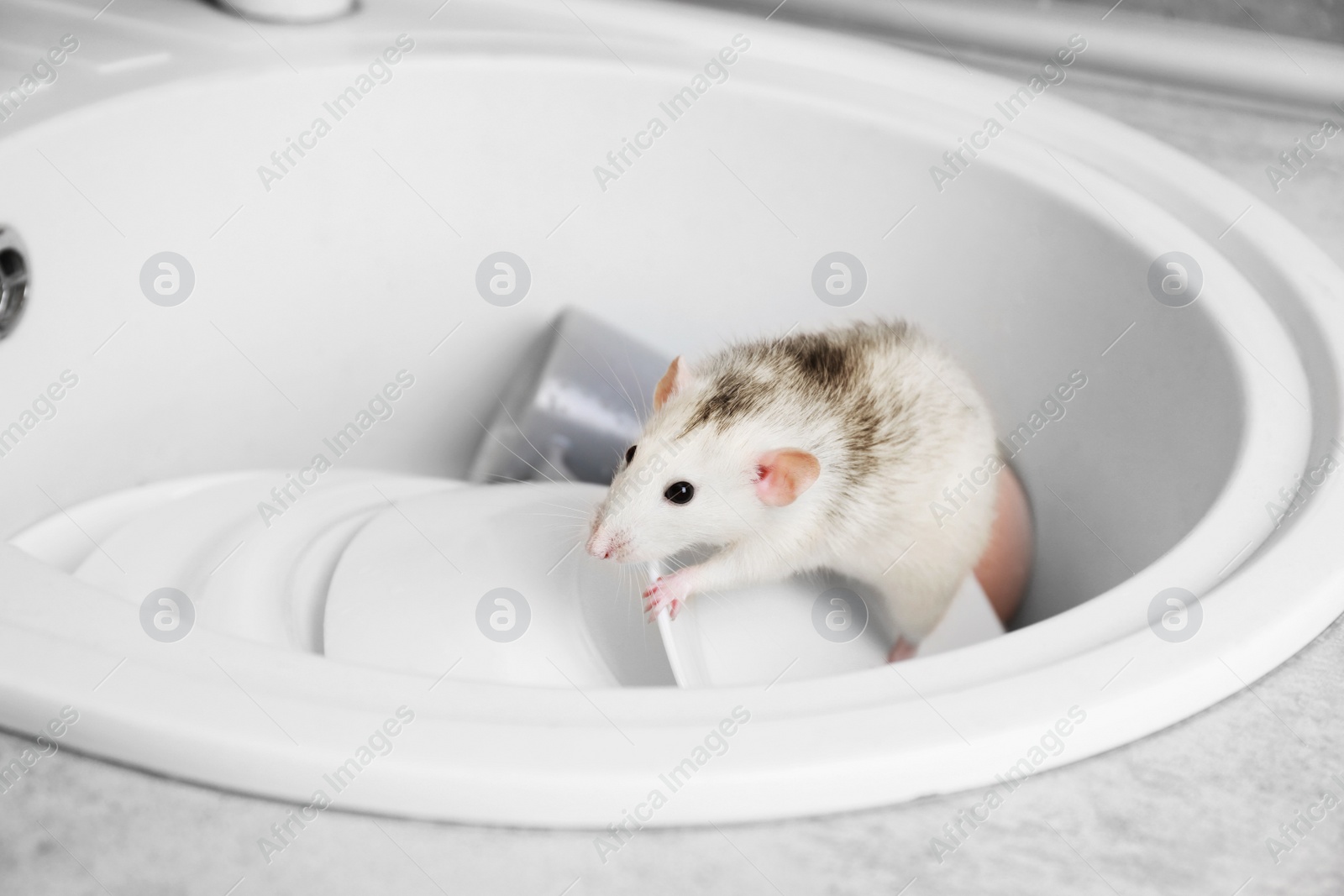 Photo of Rat in sink with dishes at kitchen. Household pest