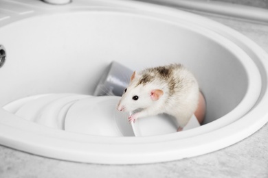 Photo of Rat in sink with dishes at kitchen. Household pest