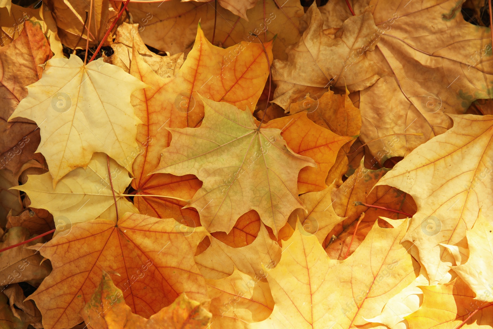 Photo of Dry fallen autumn leaves on sunny day as background, top view