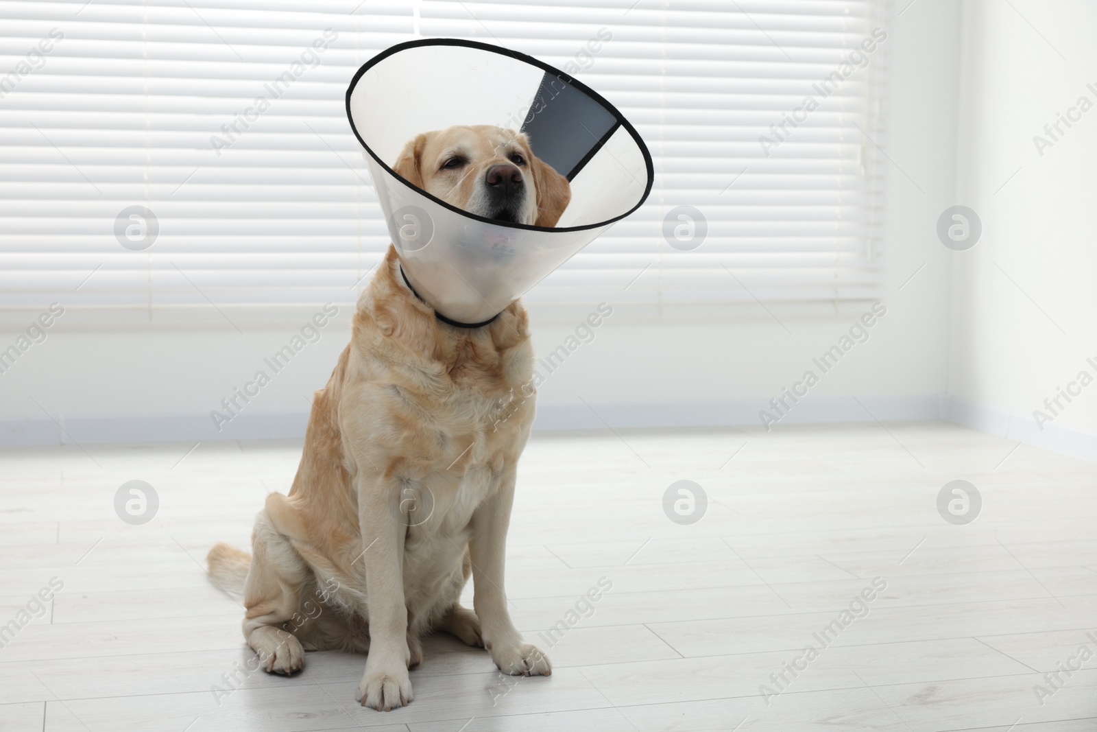 Photo of Sad Labrador Retriever with protective cone collar indoors. Space for text