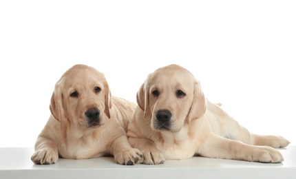 Cute yellow labrador retriever puppies isolated on white