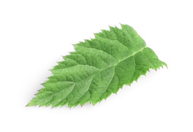 Photo of One fresh blackberry leaf isolated on white