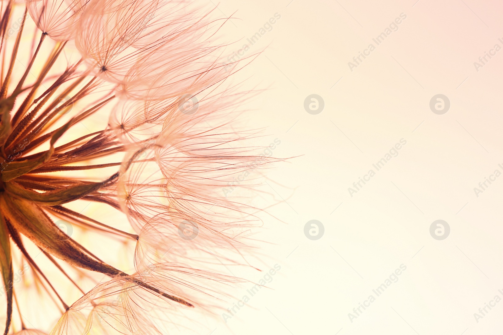 Photo of Dandelion seed head on color background, close up