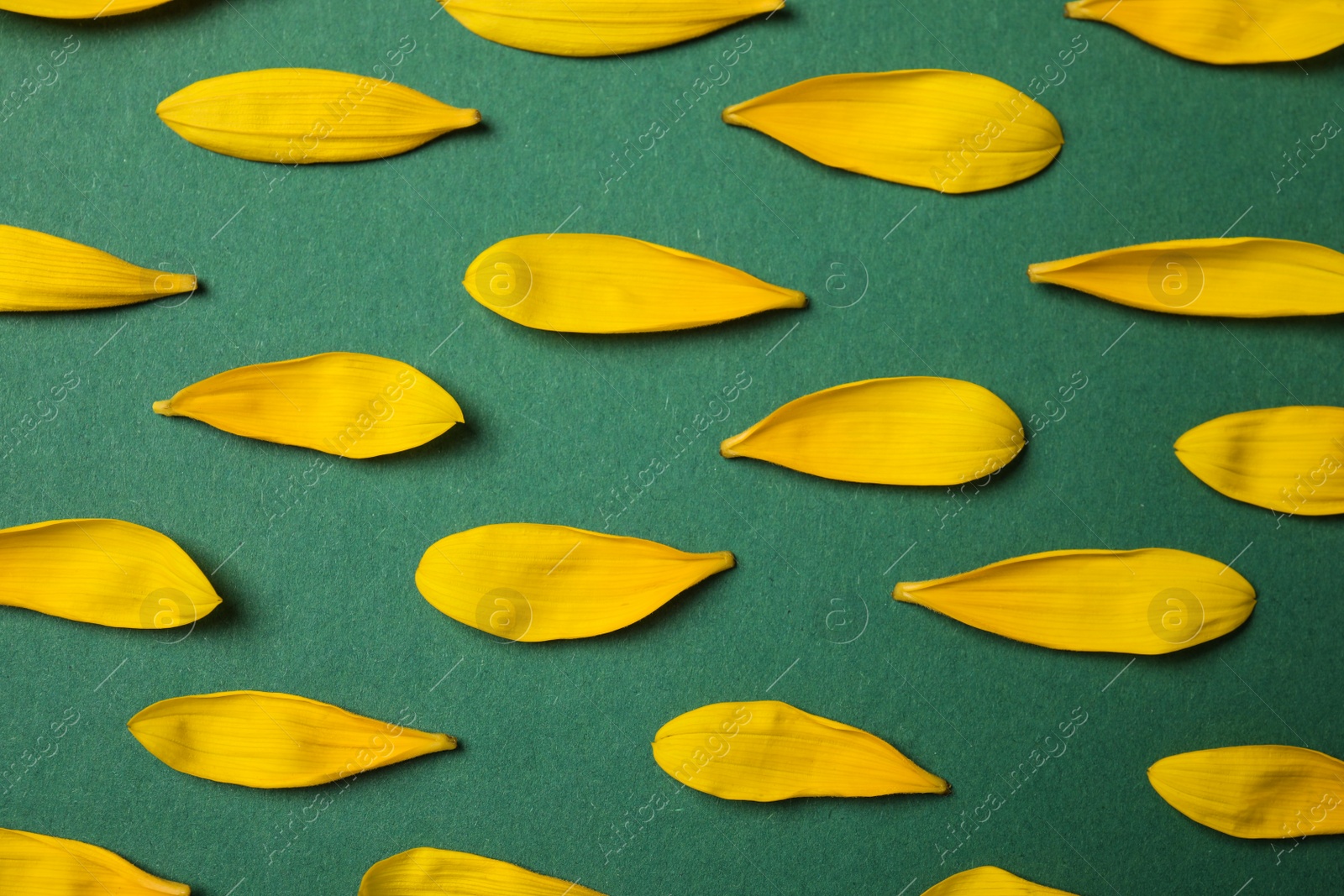 Photo of Fresh yellow sunflower petals on green background, flat lay