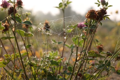 Photo of Spider web on clover plant outdoors, closeup