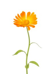 Photo of Fresh beautiful calendula flower isolated on white