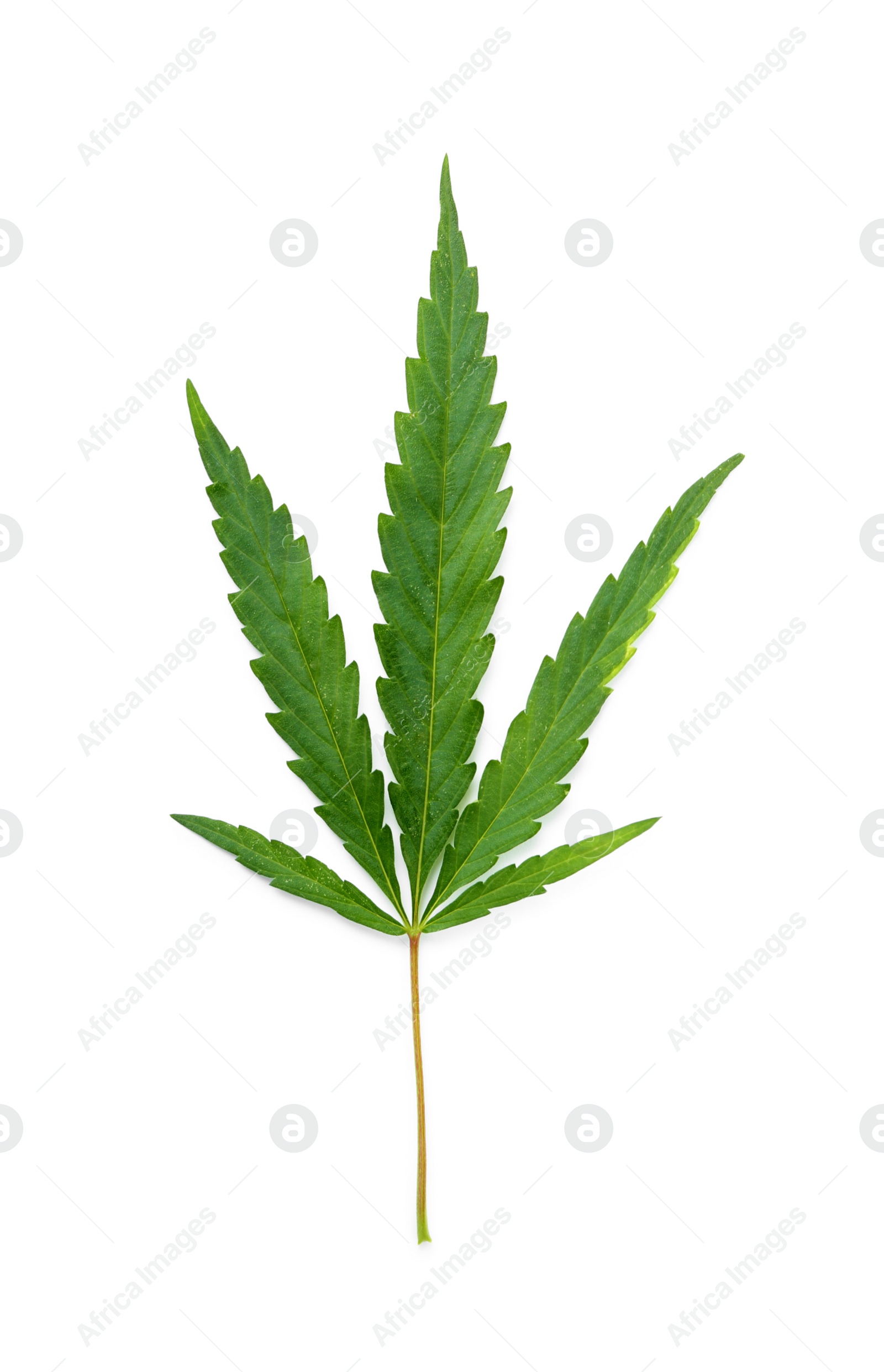 Photo of Fresh green hemp leaf on white background