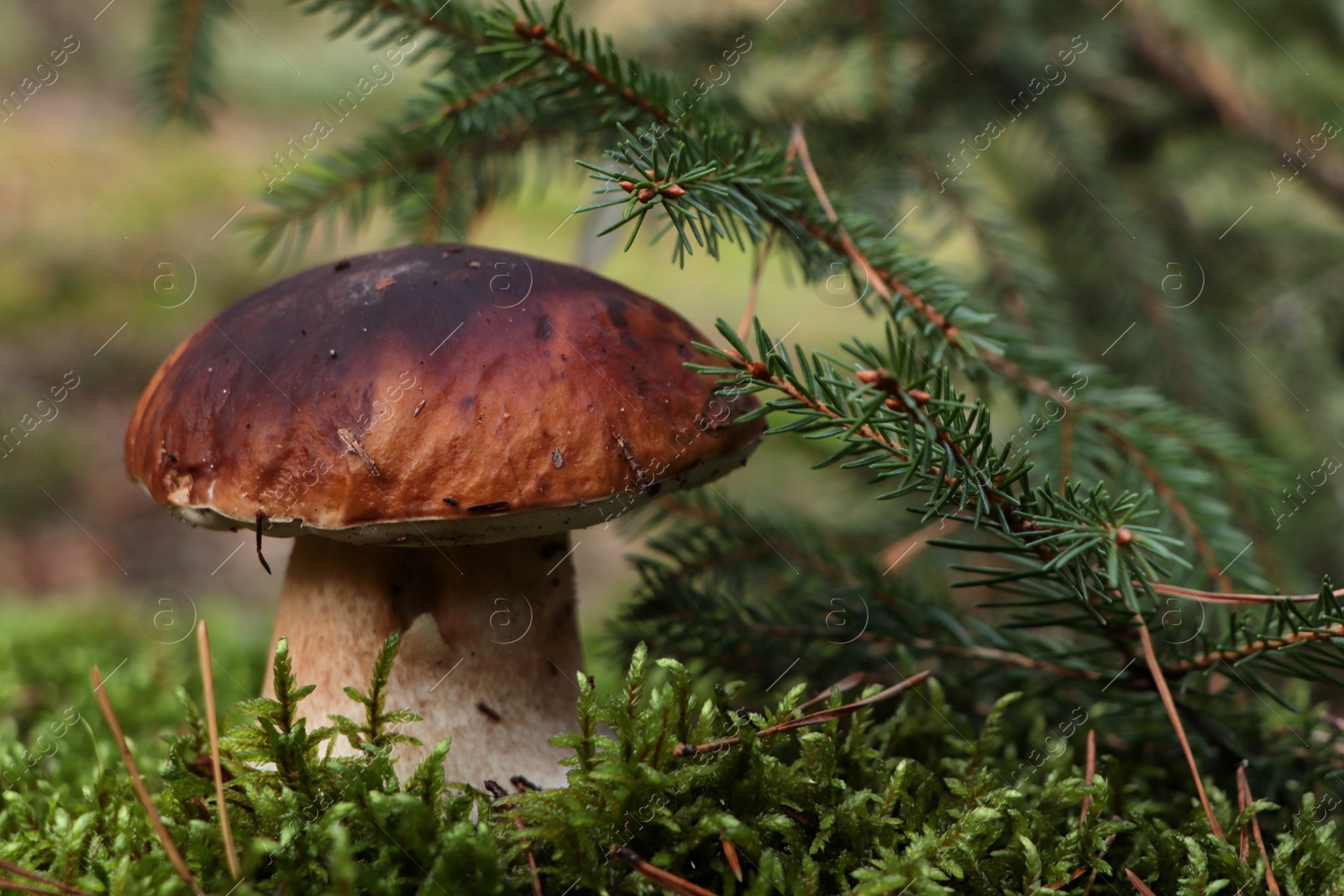 Photo of Beautiful porcini mushroom growing in forest near spruce tree, closeup