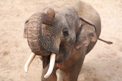 Beautiful elephant in zoo enclosure. Exotic animal